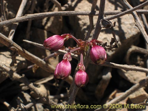 Bild von Alstroemeria violacea (Lirio del campo). Klicken Sie, um den Ausschnitt zu vergrössern.