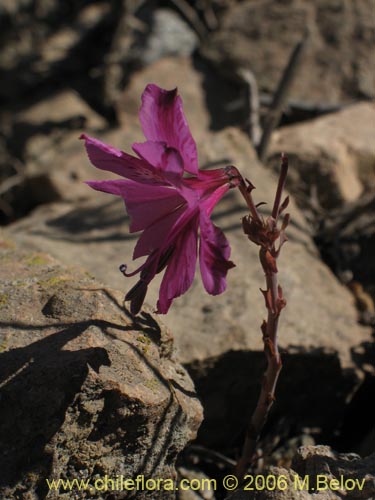 Bild von Alstroemeria violacea (Lirio del campo). Klicken Sie, um den Ausschnitt zu vergrössern.