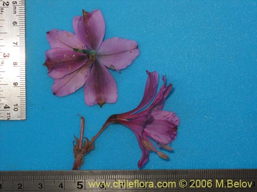 Alstroemeria violacea의 사진