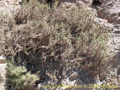 Imágen de Asteraceae sp. #1890 (Parafina). Haga un clic para aumentar parte de imágen.