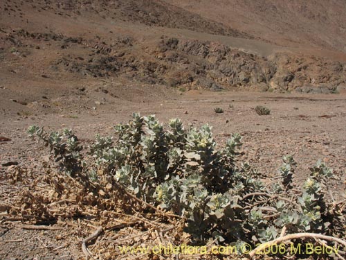 Imágen de Loasa fruticosa (). Haga un clic para aumentar parte de imágen.