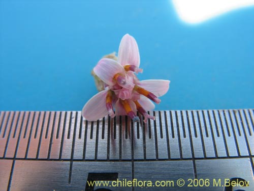 Imágen de Asteraceae sp. #1890 (Parafina). Haga un clic para aumentar parte de imágen.