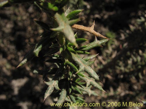 Фотография Asteraceae sp. #1890 (Parafina). Щелкните, чтобы увеличить вырез.