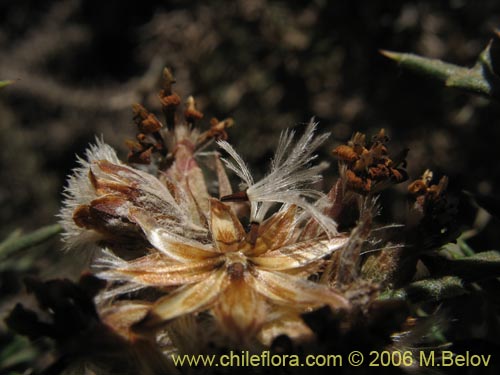 Imágen de Asteraceae sp. #1890 (Parafina). Haga un clic para aumentar parte de imágen.
