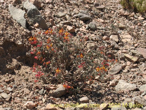 Imágen de Dinemagonum gayanum (). Haga un clic para aumentar parte de imágen.