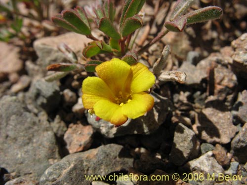 Oxalis ericoides의 사진