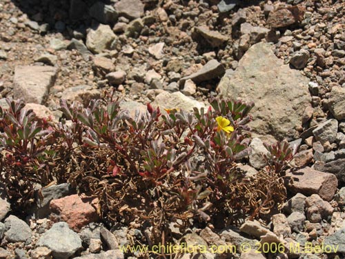 Imágen de Oxalis ericoides (). Haga un clic para aumentar parte de imágen.