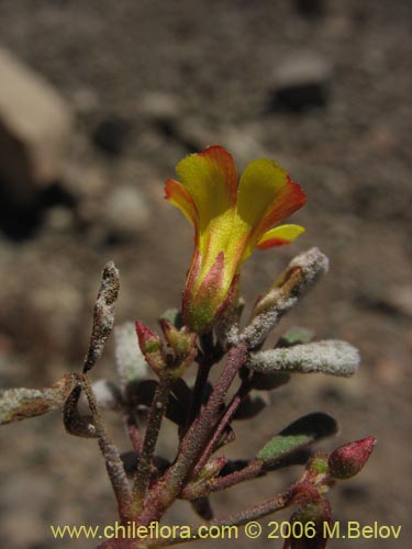 Imágen de Oxalis ericoides (). Haga un clic para aumentar parte de imágen.