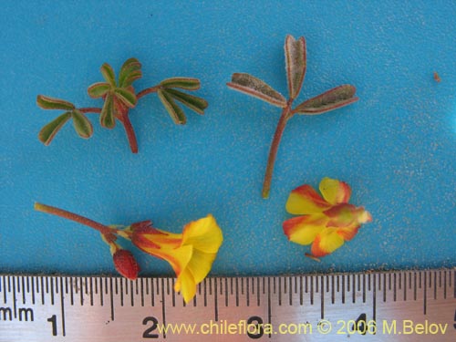 Image of Oxalis ericoides (). Click to enlarge parts of image.