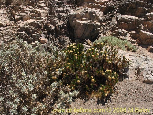 Imágen de Loasa fruticosa (). Haga un clic para aumentar parte de imágen.