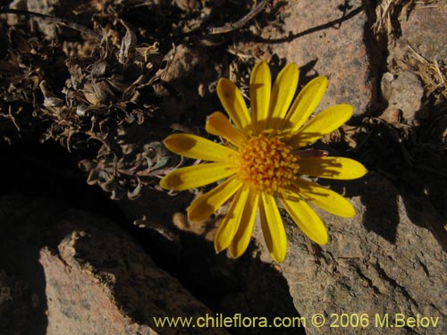 Imágen de Chaetanthera glabrata (Chinita). Haga un clic para aumentar parte de imágen.