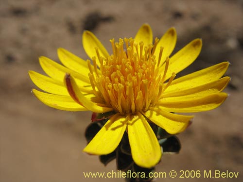 Image of Chaetanthera glabrata (Chinita). Click to enlarge parts of image.