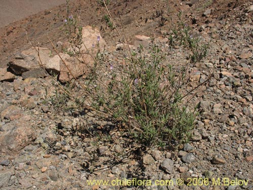 Image of Schizanthus sp. #1204 (). Click to enlarge parts of image.