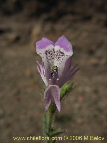 Bild von Schizanthus sp. #1204 (). Klicken Sie, um den Ausschnitt zu vergrössern.