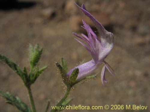 Schizanthus sp. #1204的照片