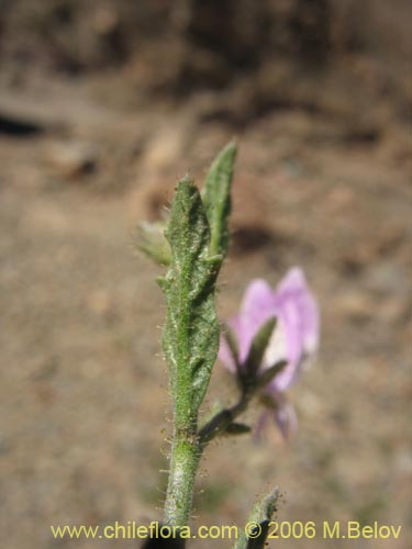 Schizanthus sp. #1204的照片