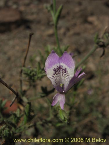 Bild von Schizanthus sp. #1204 (). Klicken Sie, um den Ausschnitt zu vergrössern.