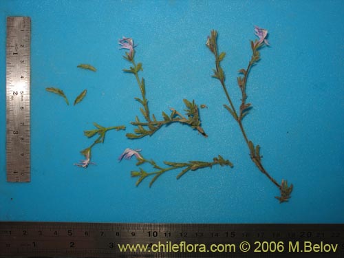 Image of Schizanthus sp. #1204 (). Click to enlarge parts of image.