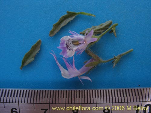 Image of Schizanthus sp. #1204 (). Click to enlarge parts of image.