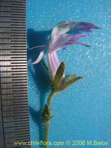 Bild von Schizanthus sp.   #1204 (). Klicken Sie, um den Ausschnitt zu vergrössern.