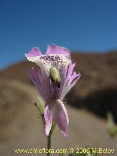 Schizanthus sp. #1204の写真