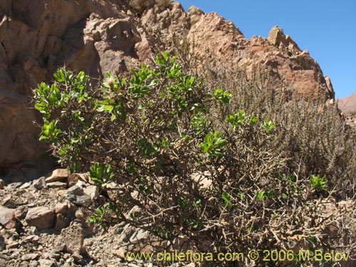 Bild von Proustia cuneifolia (). Klicken Sie, um den Ausschnitt zu vergrössern.
