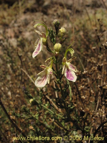 Imágen de Teucrium bicolor var. paposana (). Haga un clic para aumentar parte de imágen.