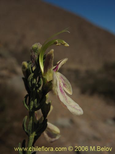 Imágen de Teucrium bicolor var. paposana (). Haga un clic para aumentar parte de imágen.
