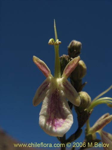 Фотография Teucrium bicolor var. paposana (). Щелкните, чтобы увеличить вырез.