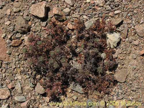 Image of Unidentified Plant sp. #2314 (). Click to enlarge parts of image.