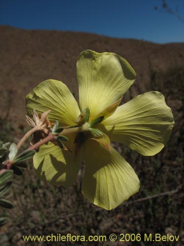 Imágen de Balbisia peduncularis (). Haga un clic para aumentar parte de imágen.