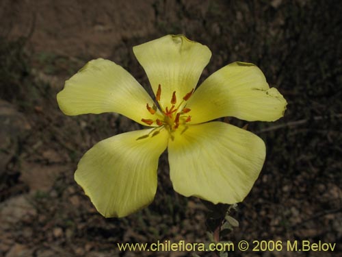 Фотография Balbisia peduncularis (). Щелкните, чтобы увеличить вырез.