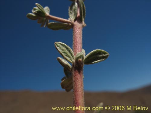 Imágen de Balbisia peduncularis (). Haga un clic para aumentar parte de imágen.