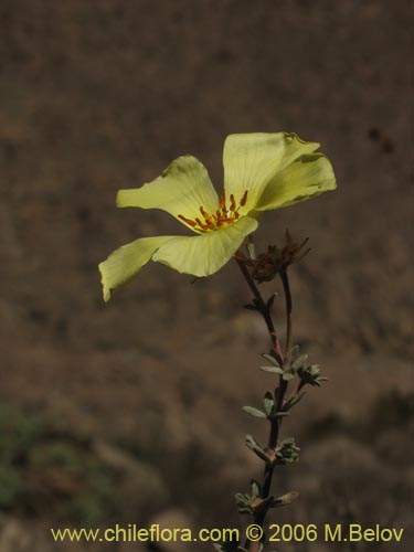 Bild von Balbisia peduncularis (). Klicken Sie, um den Ausschnitt zu vergrössern.