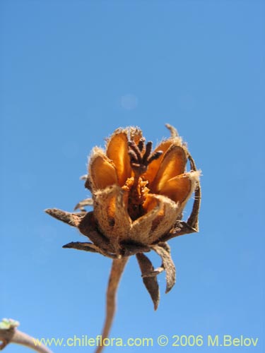 Image of Balbisia peduncularis (). Click to enlarge parts of image.