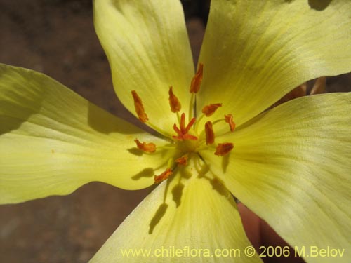 Imágen de Balbisia peduncularis (). Haga un clic para aumentar parte de imágen.