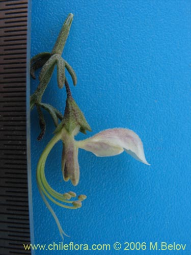 Teucrium bicolor var. paposana의 사진