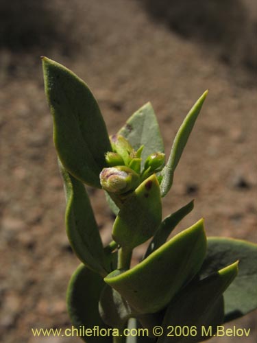 Фотография Monttea chilensis var. taltalensis (Uvillo). Щелкните, чтобы увеличить вырез.