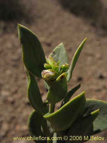 Bild von Monttea chilensis var. taltalensis (Uvillo). Klicken Sie, um den Ausschnitt zu vergrössern.