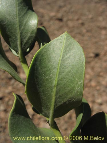 Image of Monttea chilensis var. taltalensis (Uvillo). Click to enlarge parts of image.