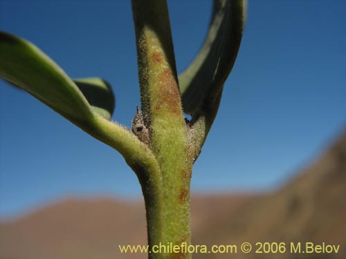 Imágen de Monttea chilensis var. taltalensis (Uvillo). Haga un clic para aumentar parte de imágen.