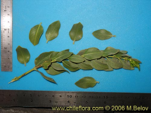 Monttea chilensis var. taltalensis의 사진