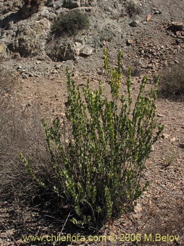 Фотография Monttea chilensis var. taltalensis (Uvillo). Щелкните, чтобы увеличить вырез.