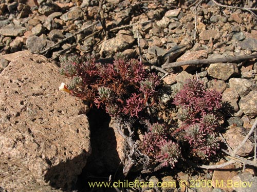 Imágen de Oxalis caesia (). Haga un clic para aumentar parte de imágen.