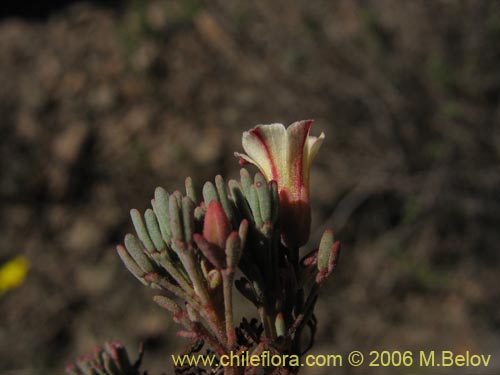 Imágen de Oxalis caesia (). Haga un clic para aumentar parte de imágen.