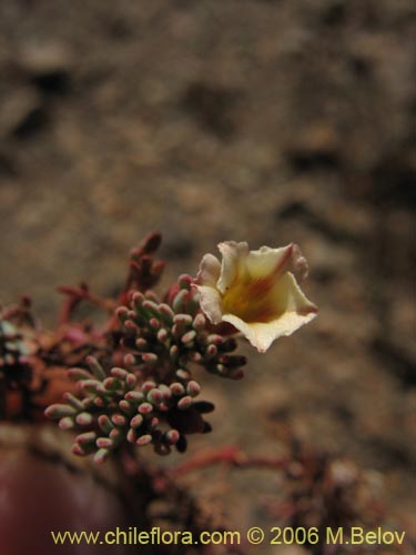 Bild von Oxalis caesia (). Klicken Sie, um den Ausschnitt zu vergrössern.