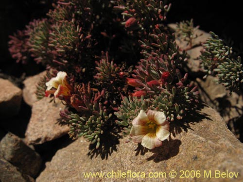 Imágen de Oxalis caesia (). Haga un clic para aumentar parte de imágen.