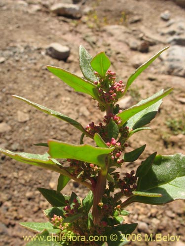 Chenopodium sp. #1504の写真