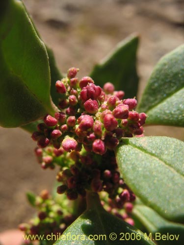 Chenopodium sp. #1504的照片