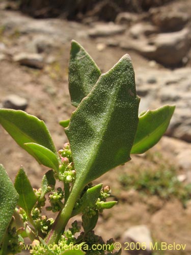 Image of Chenopodium sp.   #1504 (). Click to enlarge parts of image.